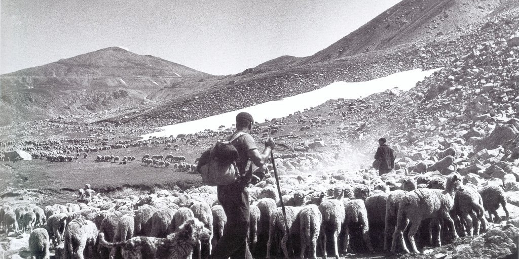 Un pastore transumante in cammino con il suo gregge (© Archivio Ecomuseo della Pastorizia)