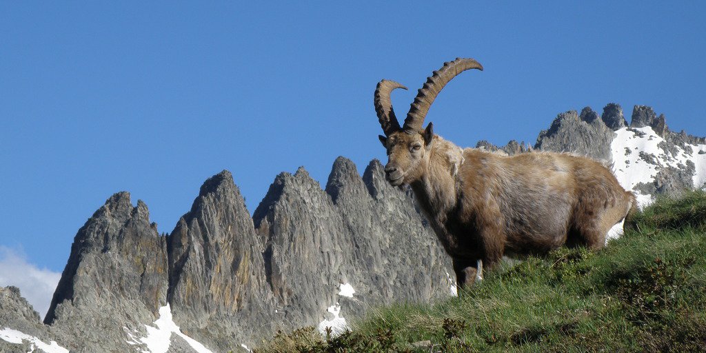 Un maschio di stambecco si staglia contro il profilo di Cresta Savoia (© Augusto Rivelli PNAM)