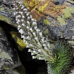 La sassifraga dell'Argentera (Saxifraga florulenta) specie endemica delle Alpi Marittime (PNAM)