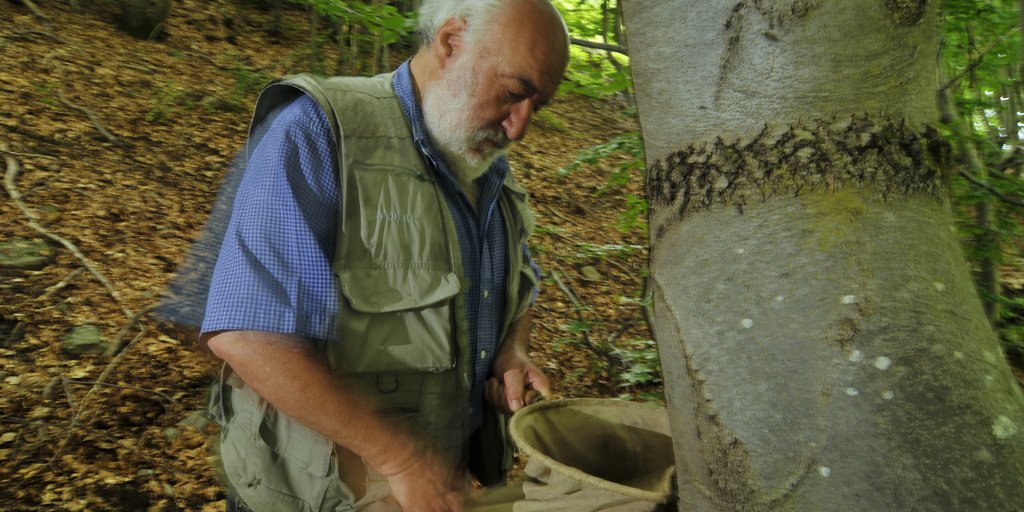 Augusto Vigna Taglianti, specialista di Coleotteri Carabidi, setaccia il terreno alla ricerca di insetti (F. Tomasinelli)