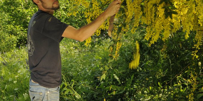 Marco Isaia, esperto di ragni, scuote i rami di un maggiociondolo nell’intento di raccogliere ragni arboricoli, Parco Naturale Alpi Marittime (F. Tomasinelli)
