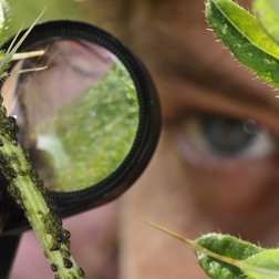 L’entomologa Armelle Cœur D'Acier osserva gli afidi su una pianta in un prato nella Vallée des Merveilles, Parc National du Mercantour. Foto di F.Tomasinelli.