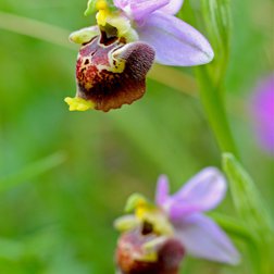 Orchidea, ofride cornuta (P. Commenville/PNM)