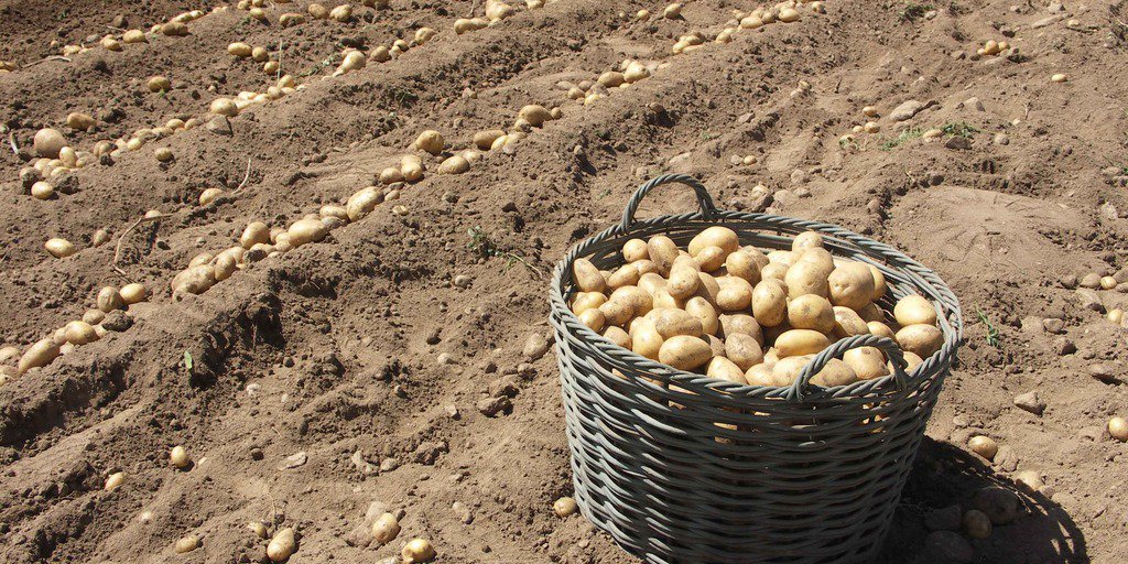La raccolta delle patate al Piano di Entracque (Valle Gesso) (© Nanni Villani PNAM)