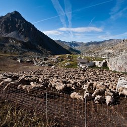 Pecore in alpeggio, protette da una recinzione (© Nanni Villani PNAM)