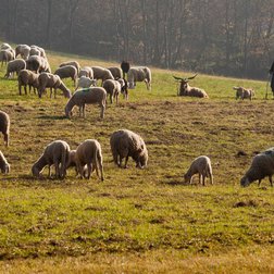 Gregge al pascolo, sotto lo sguardo attento del pastore (© Nanni Villani PNAM)