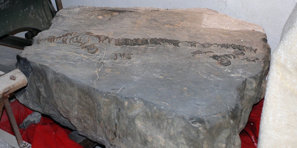 Fossili presso il museo di Guillaumes (© Guy Lombart PNM)