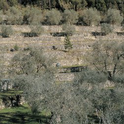 Terrazze di ulivi a Breil sur Roya (© Gilbert Rossi PNM)