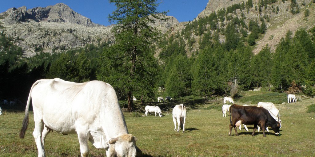 Vacche all'alpeggio al Pian del Valasco (© Augusto Rivelli PNAM)