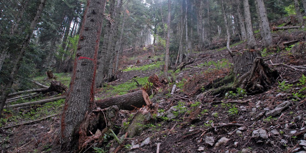 Taglio di legname nella foresta di Malagratta (© Franck Guigo PNM)