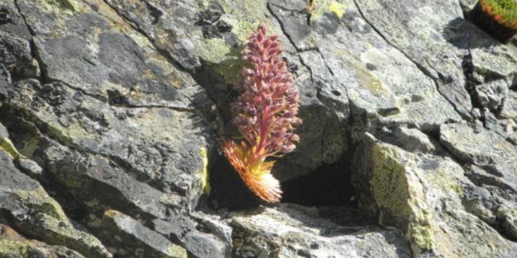 Una sassifraga fiorita, incastrata in una fessura della rocce silicee del Massiccio Argentera-Mercantour (© Archivio PNAM)