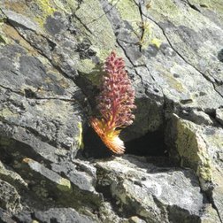 Una sassifraga fiorita, incastrata in una fessura della rocce silicee del Massiccio Argentera-Mercantour (© Archivio PNAM)