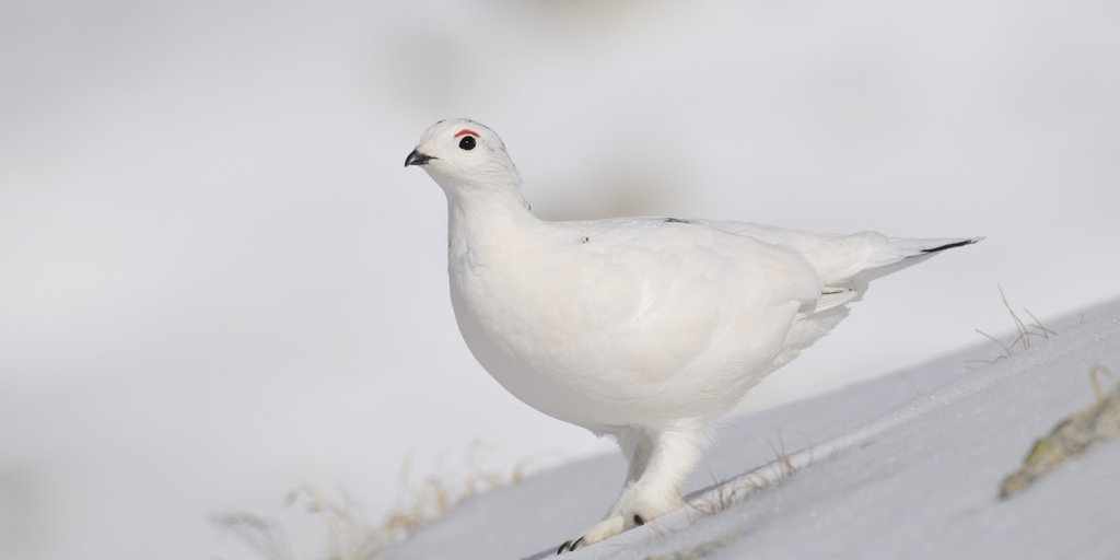Pernice bianca in abito invernale (© Jacques Blanc)
