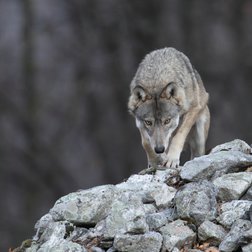 Il lupo Ormea, ospite del centro faunistico Uomini e lupi di Entracque (© Archivio PNAM)
