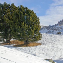 L'altopiano di Morgon in inverno con sullo sfondo le guglie di Tortisse (A.Turpaud/PNM)